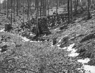Holzstapel im Wald : Blick von einem Waldweg auf Holzstapel