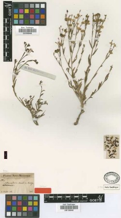 Menodora scabra A.Gray [syntype]