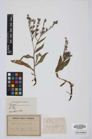 Echium spec.