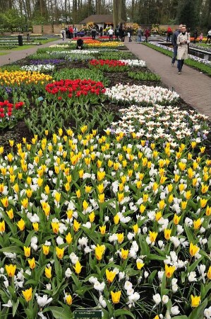 Keukenhof - Tulpenschau