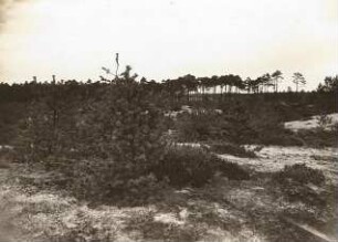 Oberlausitz. Driewitz-Milkeler Heiden. Dünenlandschaft mit Kieferngruppe