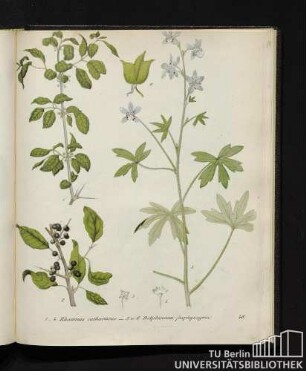 1. - 4. Rhamnus catharticus / 5. und 6. Delphinium staphysagria.