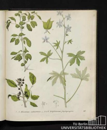 1. - 4. Rhamnus catharticus / 5. und 6. Delphinium staphysagria.