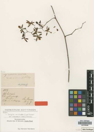 Epidendrum ramonense Rchb.f. [isotype]