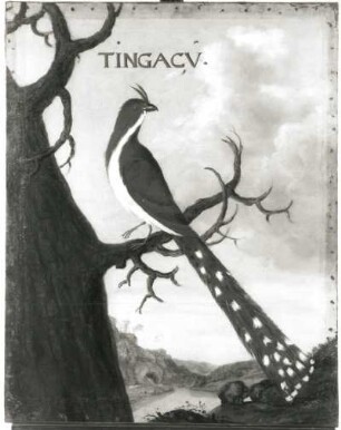 TINGACU : TINGACU. Öl auf Leinwand (1655/1663; A. Eckhout). Radebeul, Hoflößnitz, Berg- und Lusthaus, Festsaal (nach der Restaurierung)