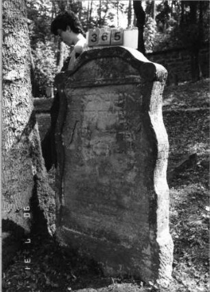Grabstein 365 (Index: 99790771) Zustand: verwittert Maße HxBxT: 140x74x13 cm: Grabstein 365