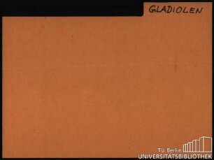 GLADIOLUS/GLADIOLEN: Allgemein