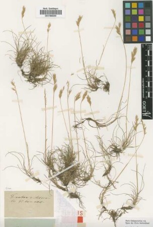 Festuca rubra L. var. G.F.W.Meyer litoralis[lectotype]