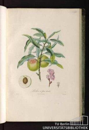 Pl. XXXVII. Pêcher a fleurs doubles.