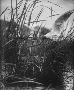 Lachmöwe : Eine Lachmöwe (Chricocephalus ridibundus Linnaeus) beim Anflug auf das Nest.