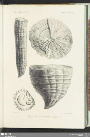 Pl. 526