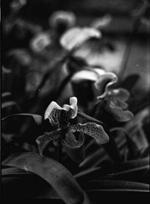 Orchideen im Botanischen Garten.