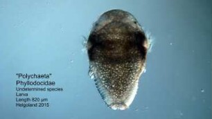 Phyllodocidae larva Helgoland 2015
