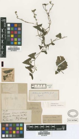 Wilbrandia villosa Cogn.