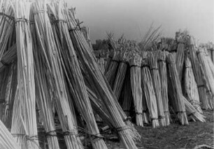Weideruten für Korbflechten; 1934