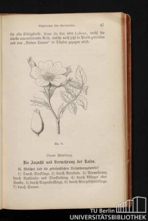 Vierte Abteilung. Die Anzucht und Vermehrung der Rosen.