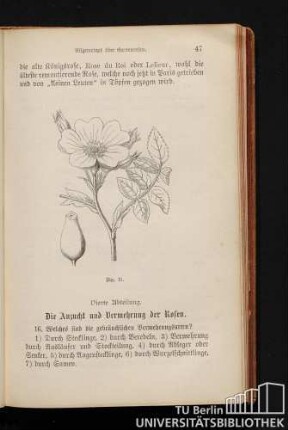 Vierte Abteilung. Die Anzucht und Vermehrung der Rosen.