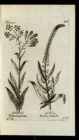 No 7. der Waid. Isatis tinctoria. der Wau. Reseda luteola.