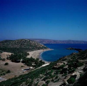 Palmenwald von Vai : Vai auf Kreta. Die Palmenbucht von Vai. Kretische Dattelpalme (Phoenix theophrasti), Aufnahme 1974