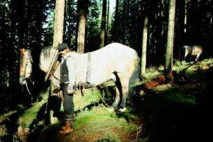 Herr Augner mit Rückepferd beim Schleifen von Baumstämmen