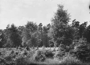Mischwald mit Naturverjüngung in der Harth bei Zwenkau