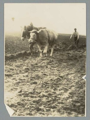 Bad Lausick. Ochs- und Perdegespann mit Bauer bei der Feldarbeit