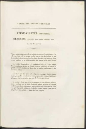 Épine-Vinette Ordinaire. Berberis Vulgaris.