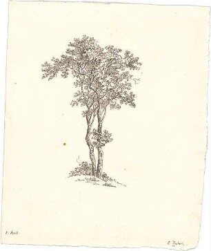 Zocher, Ernst; Baumstudien - Ansicht