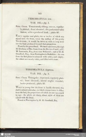Terebratula lata. Tab. DII. - fig. 1