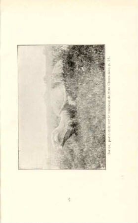 Tortue, porte-stèle sur le tombeau de Siao Choen-tche