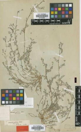 Astragalus prolixus Bunge [isotype]