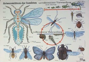 Artenreichtum der Insekten