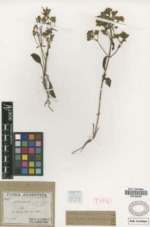 Gentiana florida Griseb. [syntype]