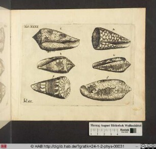 [Verschiedene Muscheln]