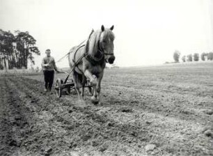 Bauer bei der Arbeit : Bauer bei der Feldarbeit mit Pferdepflug