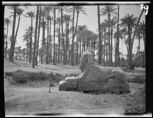 Memphis (Ägypten): Sphynx ("kleine Sphinx") in einer Ausgrabungsstätte, im Hintergrund ein großer Palmenhain