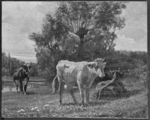 Kühe auf sonniger Weide bei einem Wasser und Buschwerk
