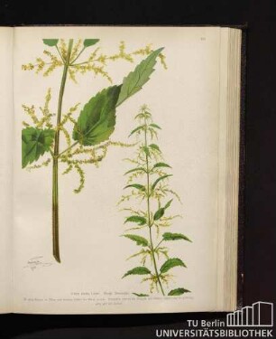 Urtica dioica Linné. Große Brennessel.