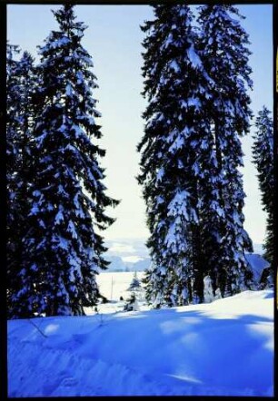 St. Märgen: Walddurchblick zum Feldberg