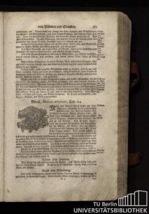 Cap. 114. Mooß, Muscus arborum.