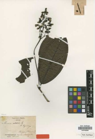 Miconia notabilis Triana