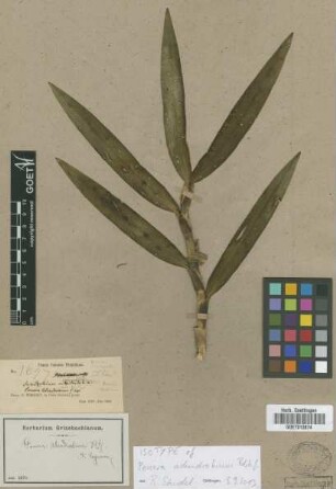 Ponera adendrobium Rchb.f.