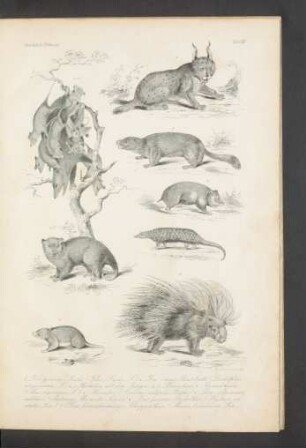 Tafel III. Der gemeine Luchs [...]