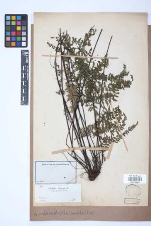 Adiantopsis chlorophylla (Sw.) Fée
