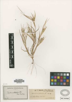 Cenchrus echinatus L.