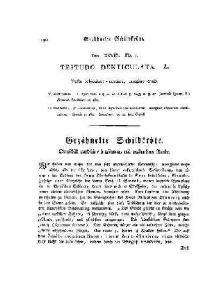 Tab. XXVIII. Fig. I. Testudo Denticulata : Gezähnelte Schildkröte