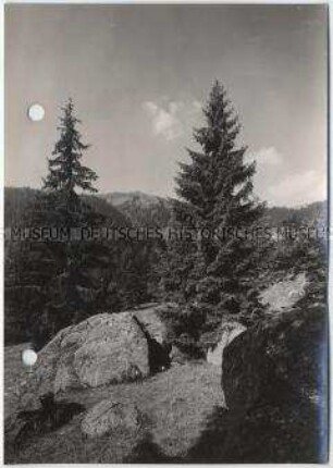 Schwarzwald, Wald