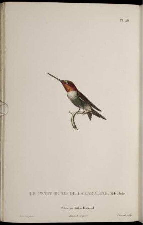 Pl. 48. Le Petit Rubis De La Caroline [bis] Pl. 57. Le Saphir