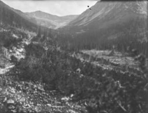 Wald : Blick auf bewaldete Berghänge