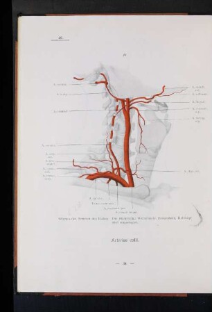 Arteriae colli.